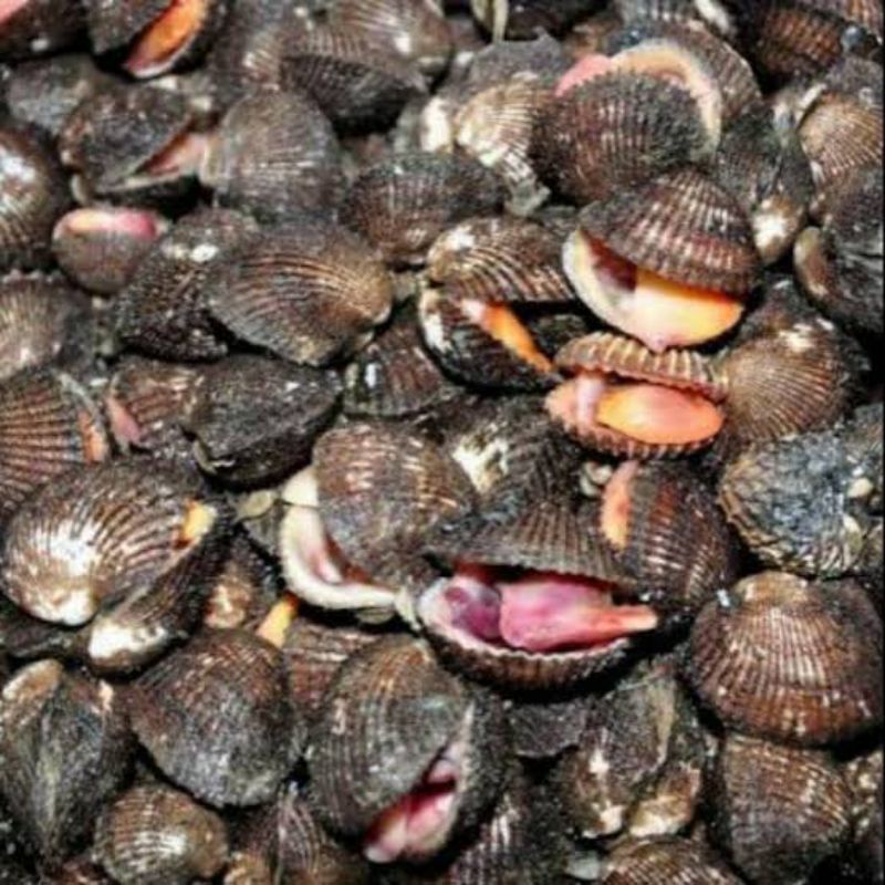 

kerang bulun beku/hidup