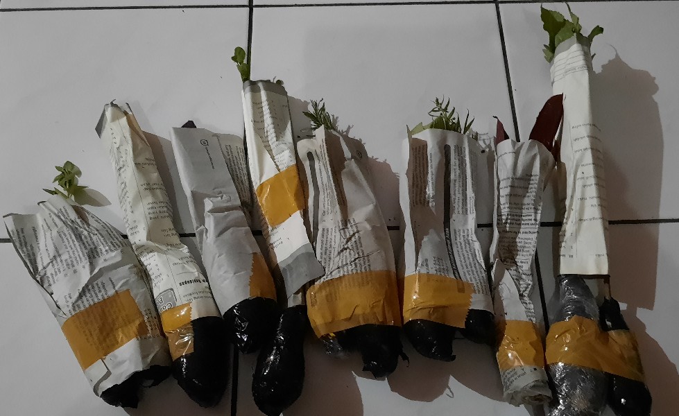 Tanaman Hias Bunga Kemuning - Pohon Kemuning