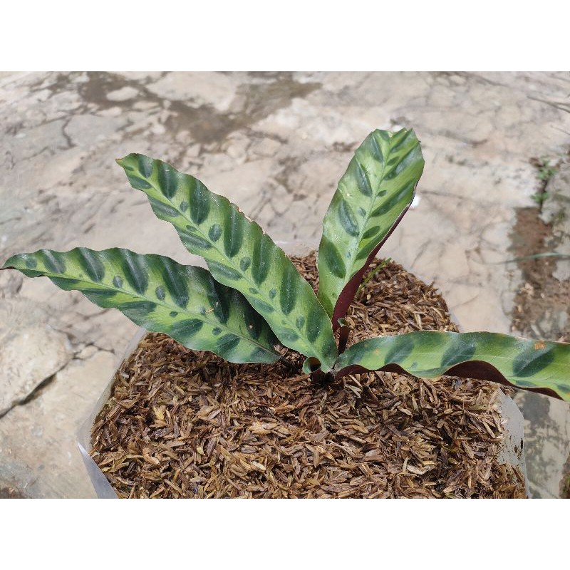 maranta ekor ayam tanaman hias