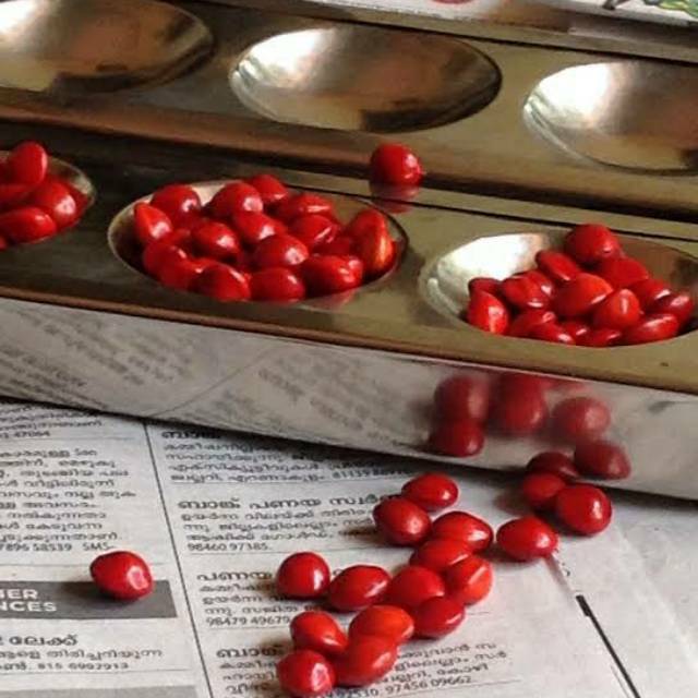 20pcs Biji Saga Pohon Natural Saga Telik Biji Kering Bunga kering Dried Seed Dried Flower bahan kola