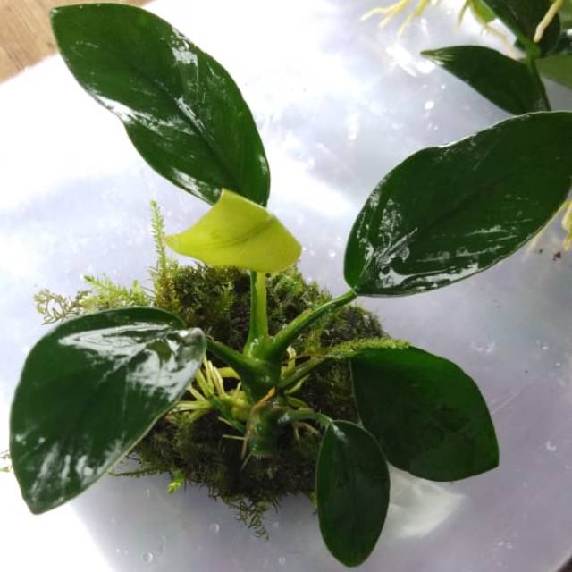 Anubias Nana