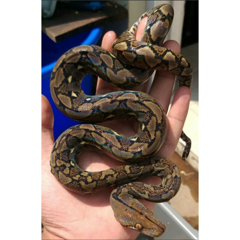 Baby reticulatus python