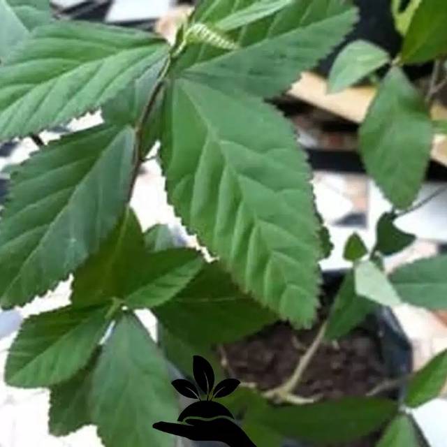

DAUN SADAGORI DAUN SIDAGORI SEGAR OBAT HERBAL ALAMI 200gr