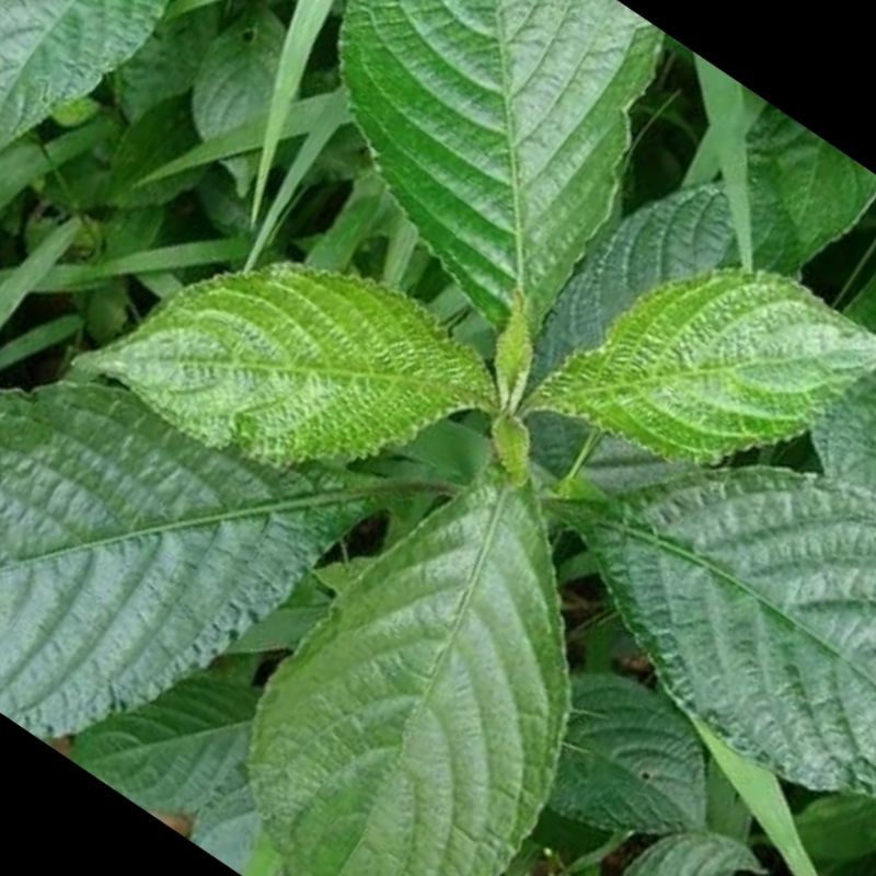 

daun pecah beling 250gr
