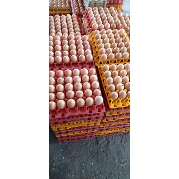 

Telur Ayam horn 1kg