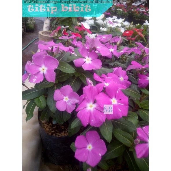 Tanaman Hias Bunga Vinca - tanaman berbunga - indoor BERGARANSI