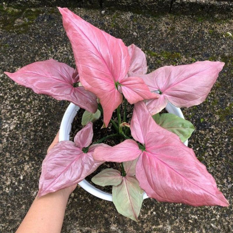 TANAMAN HIAS SYNGONIUM PINK - TANAMAN HIAS INDOOR