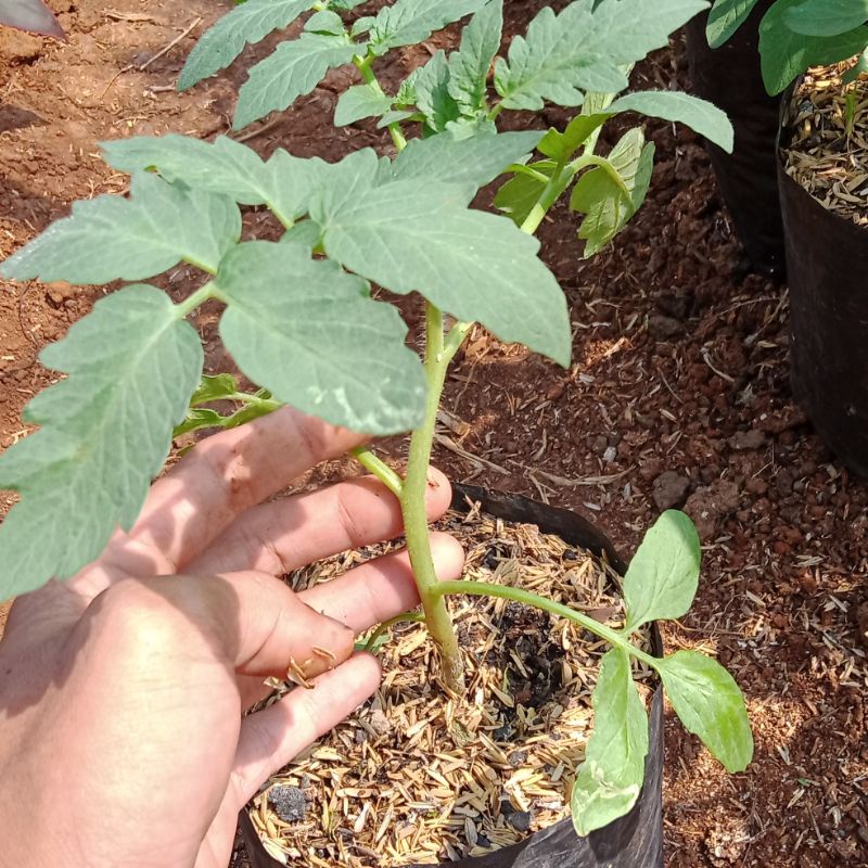 tanaman tomat/bibit tanaman tomat/pohon tomat