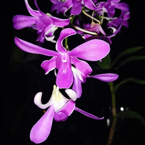 DENDROBIUM CAESAR HIROSHI