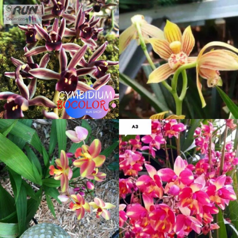 Paket 4 tanaman hias Anggrek tanah Shopee Indonesia Paket 4 tanaman hias Anggrek tanah Shopee Indonesia