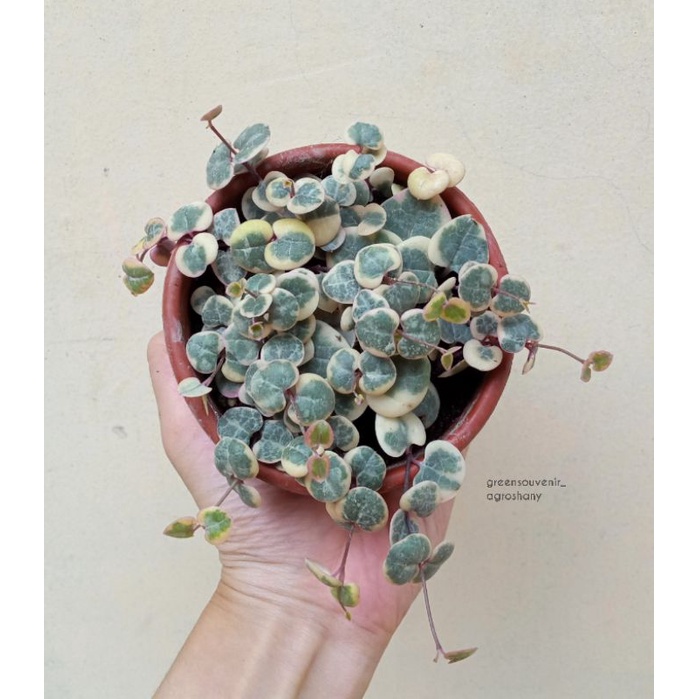 String Of Heart Variegata