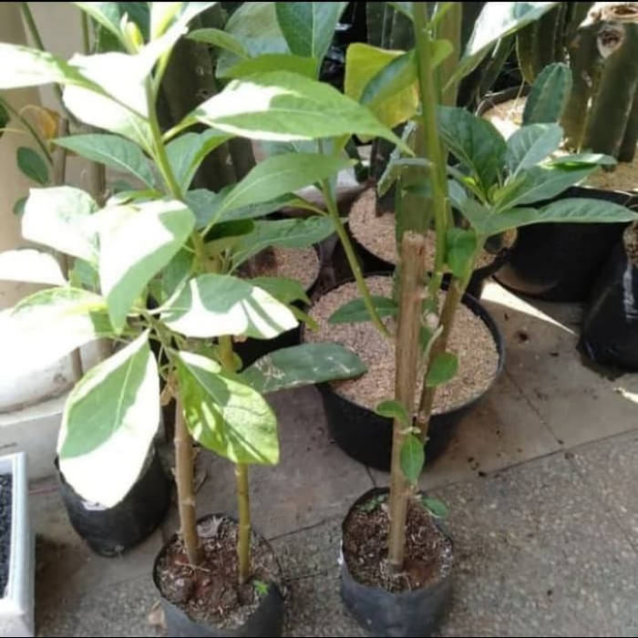 pohon afrika / tanaman herbal bibit pohon daun afrika