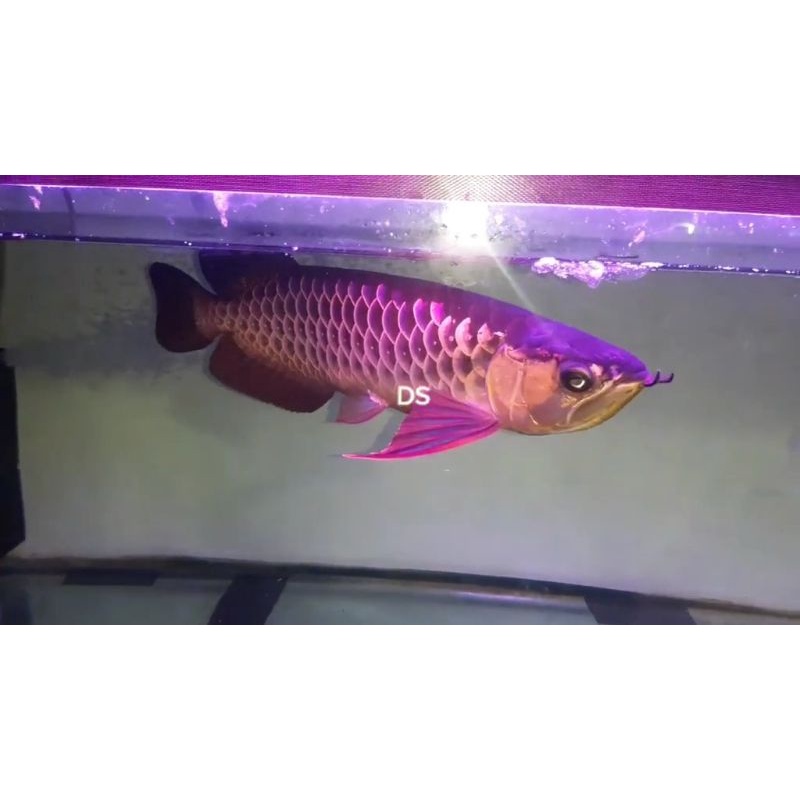 

ikan arwna gden blue base 38 40 cm