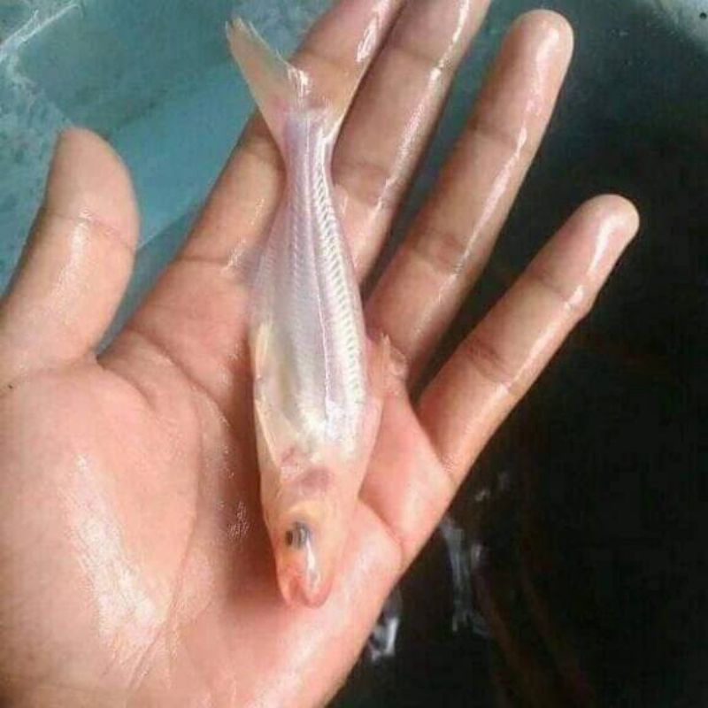 ikan patin albino 3 cm
