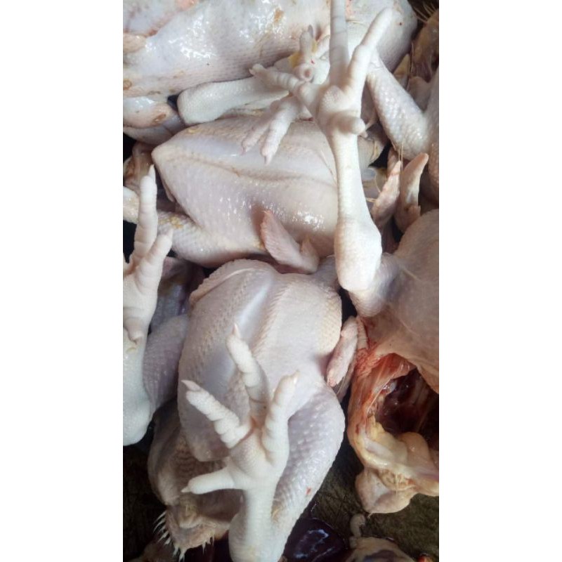 

Ayam potong segar