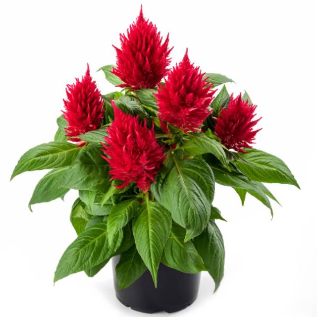 Biji Bunga Celosia Plumosa Merah Red Celosia (Isi 10 biji)