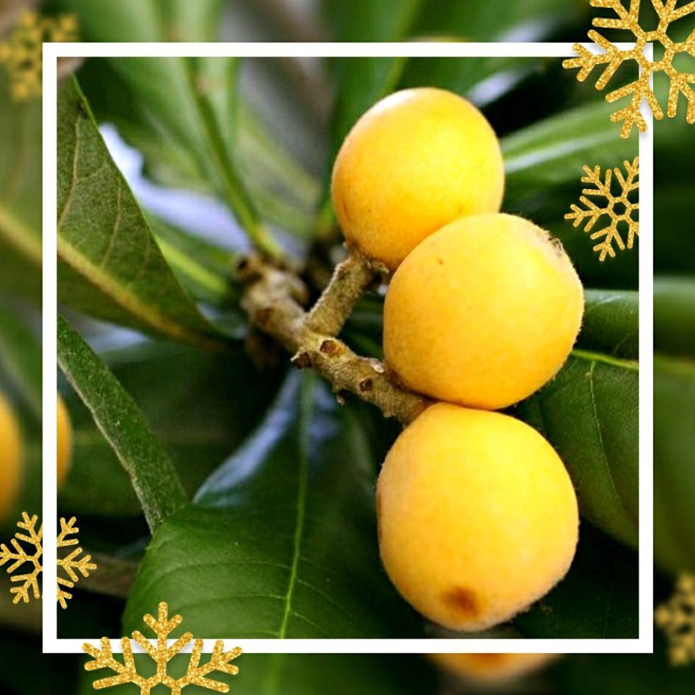 Bibit Cangkokan Buah Leci Biwa Loquat Siap Berbuah