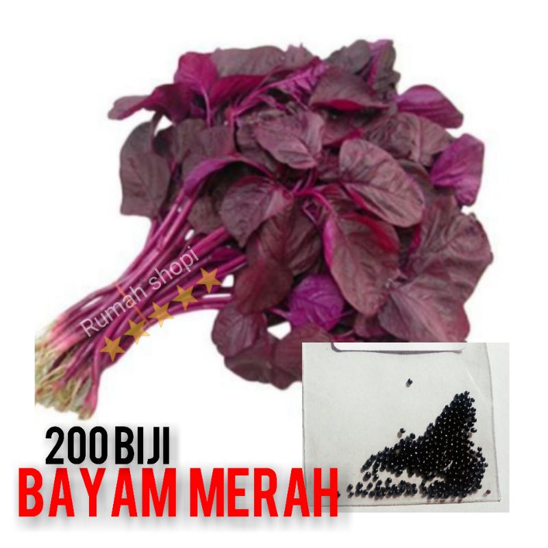 biji bayam merah  sayuran hidroponik tanaman hidroponik