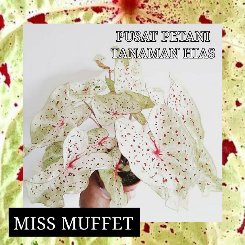 PROMO Umbi Caladium Miss Muffet Bonggol Maladi PUSAT PETANI TANAMAN HIAS