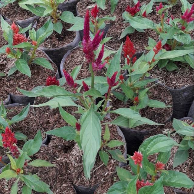 benih/bibit bunga celosia
