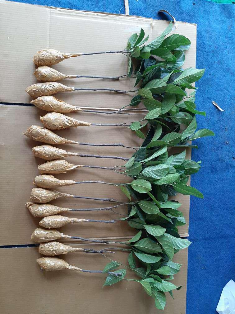 Bibit Nangka Madu Unggul