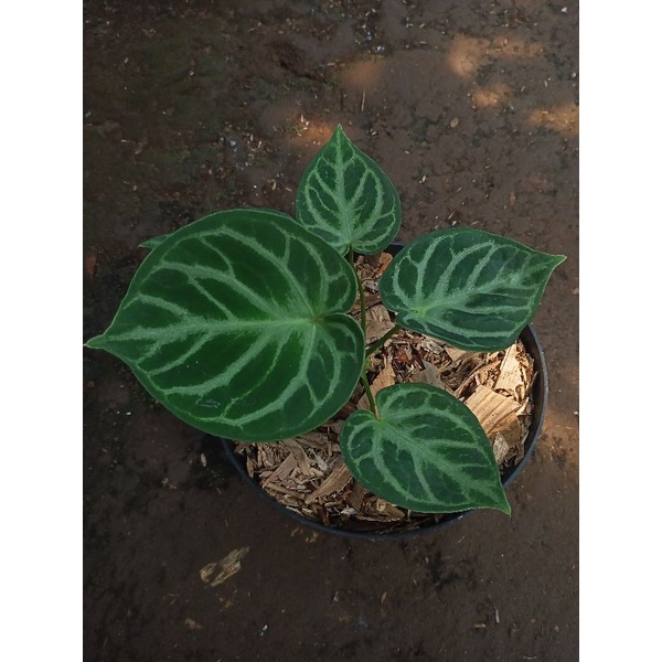 anthurium Dorayaki mangkok