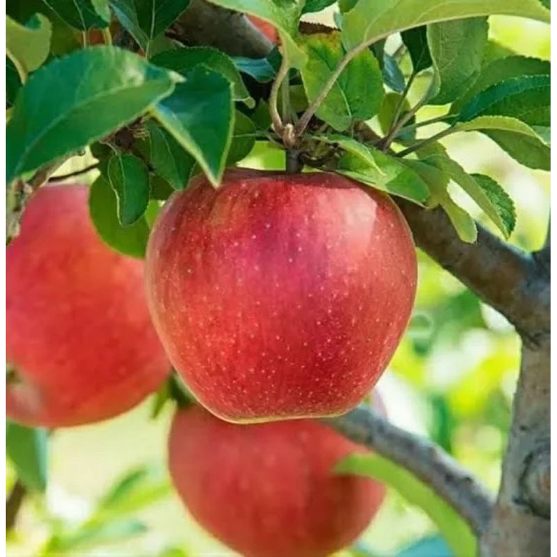 bibit apel fuji