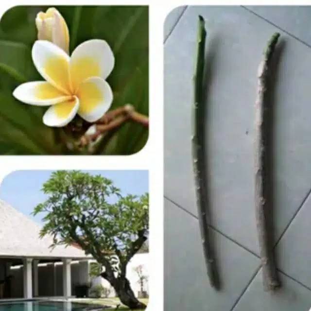 Cutting stek kamboja - batang kamboja bunga kuning