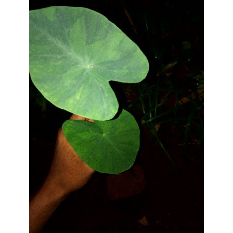 colocasia lime gecko - tanaman hias colocasia lime gecko