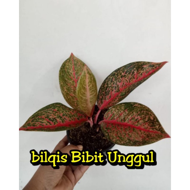 bunga aglonema tiara_bunga aglonema Red Tiara super