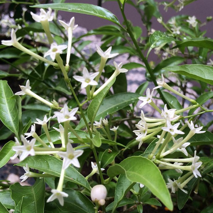 Bibit Tanaman Bunga Arumdalu / Night Blooming Jasmine