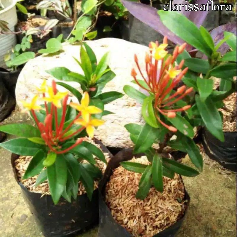 TANAMAN HIAS ASOKA JEPANG KUNING