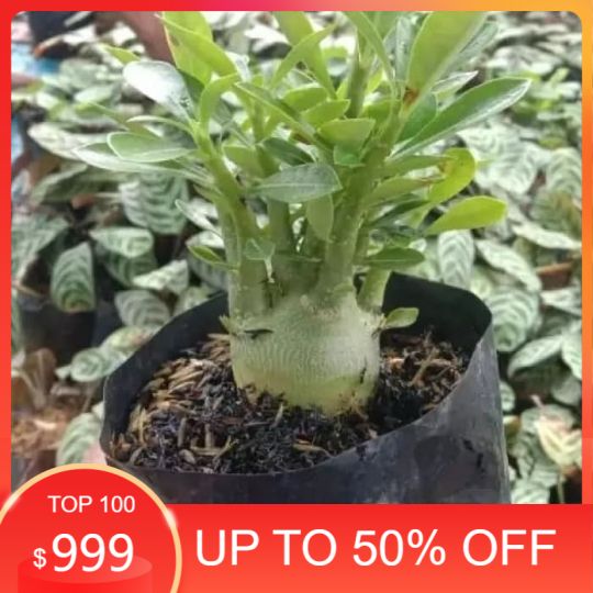 pohon adenium  besar daun rimbun/pohon kamboja jepang