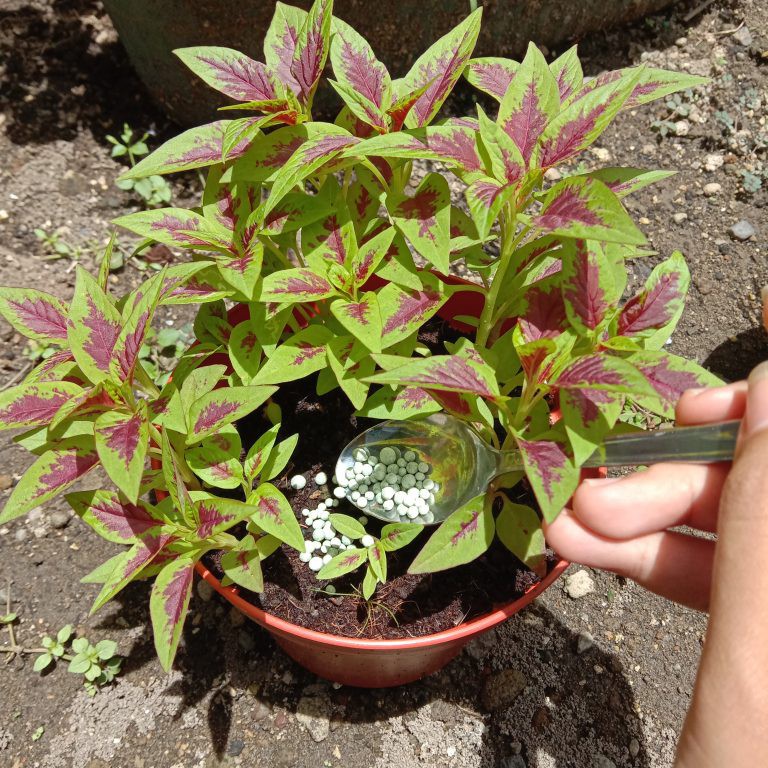 Pupuk NPK Grower 15-09-20 TE Nutrisi Pertumbuhan Bunga Buah Tanaman Sayur Buah 50gram PG KDR