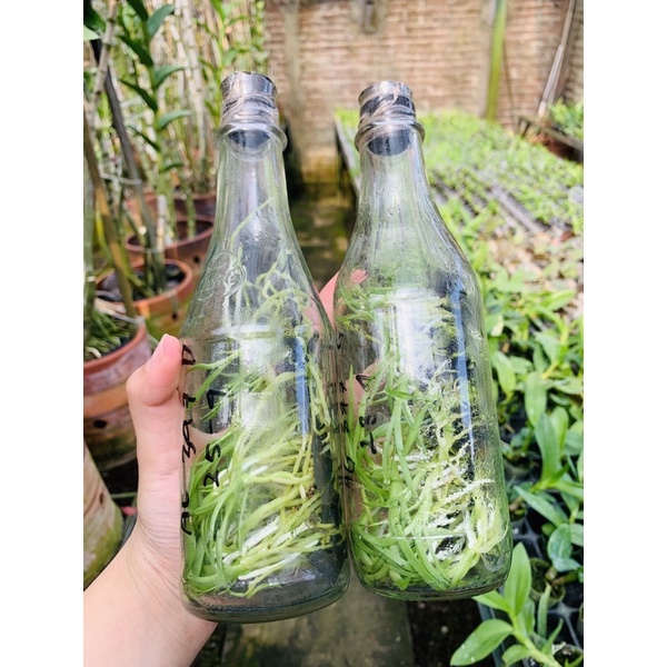 Bibit Botol Grammatophyllum scriptum