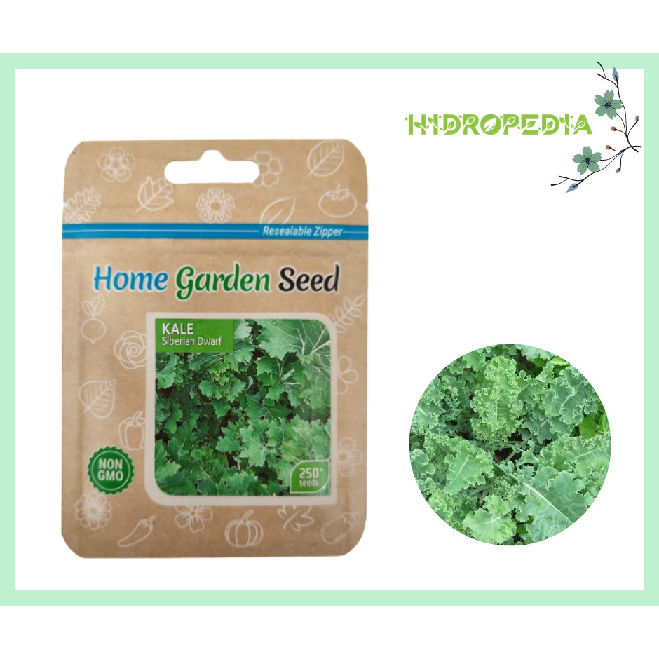 Benih Bibit Kale Siberian Dwarf  (isi 250 biji) - Home Garden Seed Berkualitas Hidropedia
