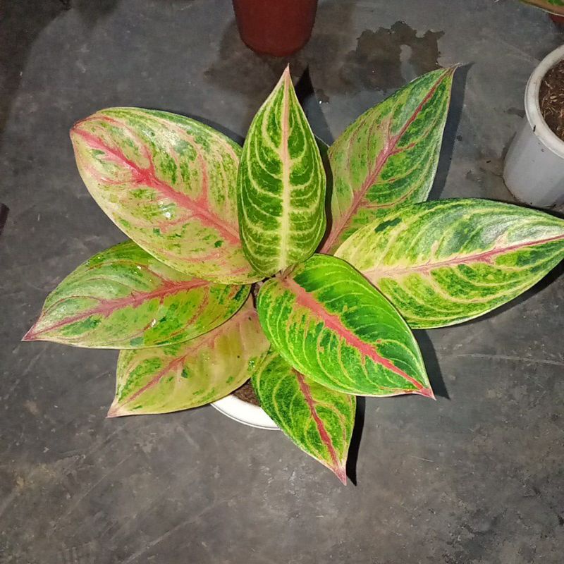 Aglaonema Red Imelda + ruby ciangmay