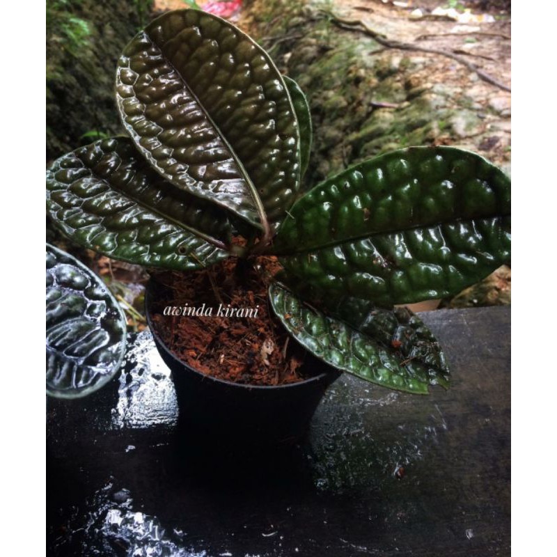 

Ardisia sp choco plant