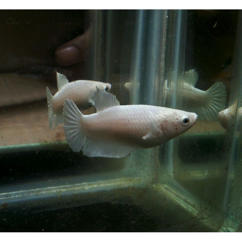 cupang white platinum/female/real pic