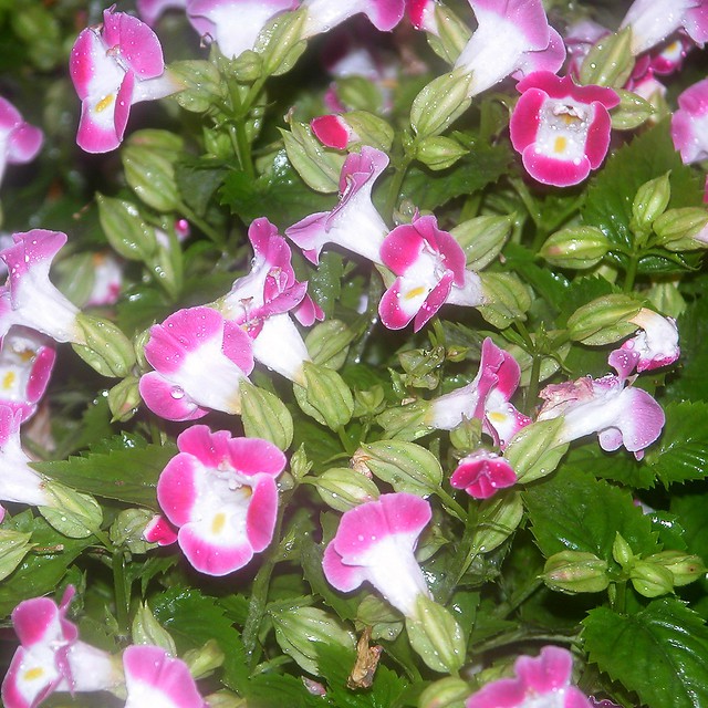 Tanaman Torenia Pink (Mata Kucing)