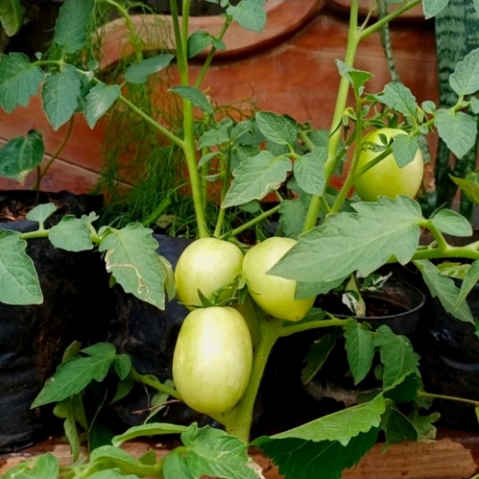 

Tanaman Tomat Cherry / Bibit Tomat