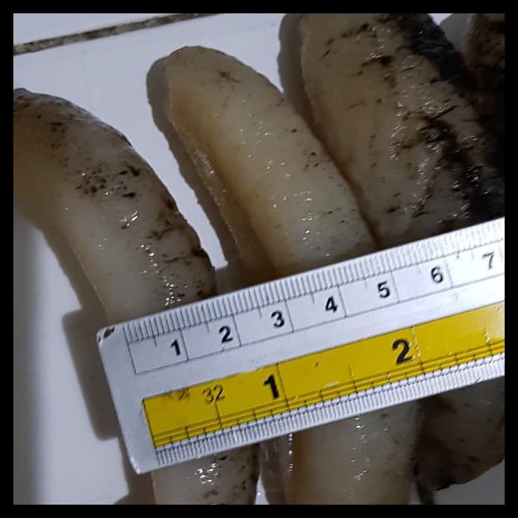 Teripang Gamat Sea Cucumbar Hoisom Haisom Pasir Belitung