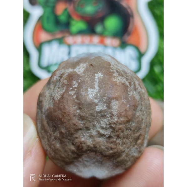 MUNCANG ADU  MU MAYIT USTAD ORI BUKAN ANAK MU