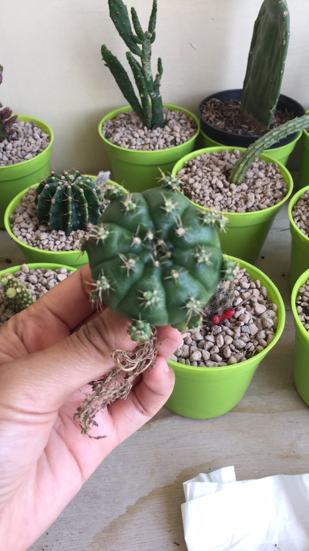 Sukulen Dan Kaktus Mini (gymnocalycium Damsii)
