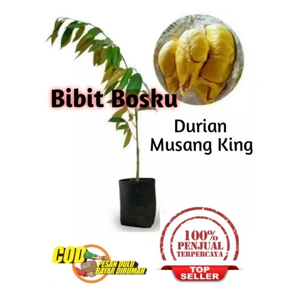 Bibit Durian Musangking (Asli)