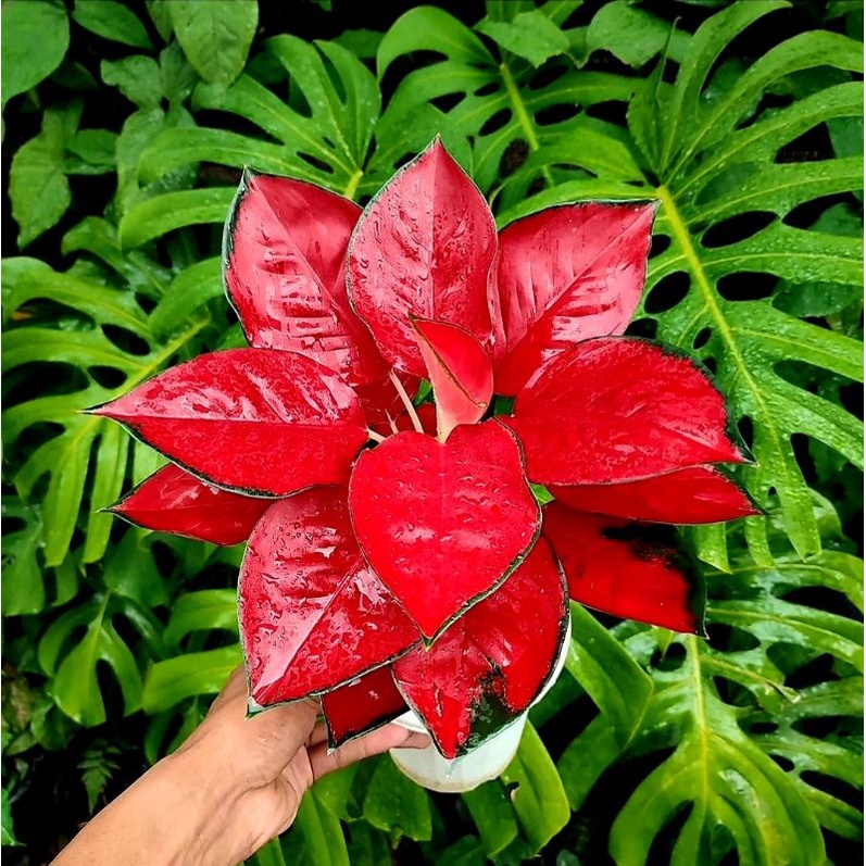 | BISA COD | Tanaman Hias Aglonema Aglaonema Suksom Culture Termurah / Bunga Hias Aglonema Aglaonema