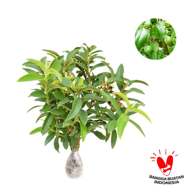 Bibit jambu biji kerikil - jambu mini