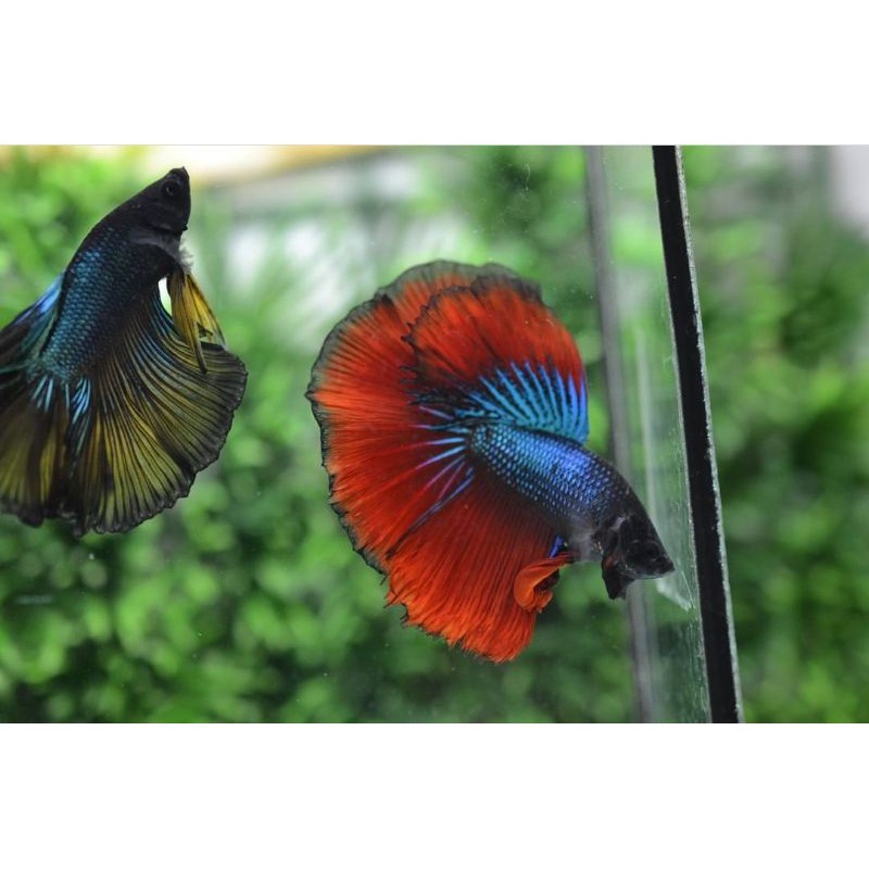 ikan cupang halfmoon