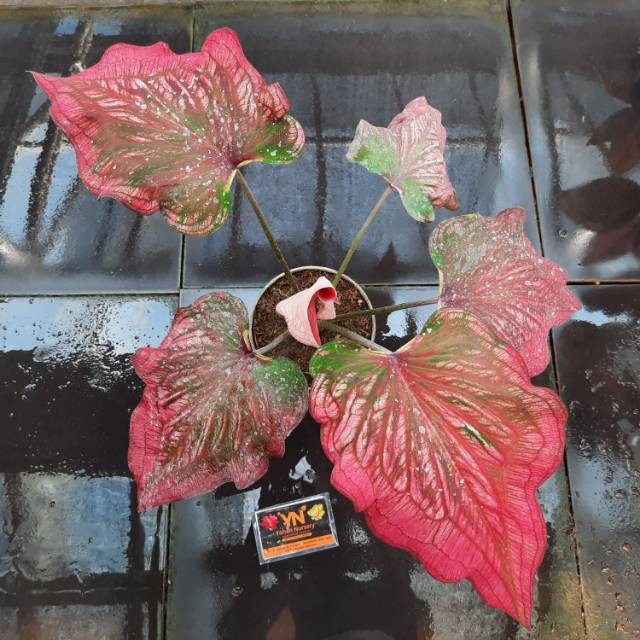 Tanaman Hias Caladium Infinity Keladi Murah Shopee Indonesia