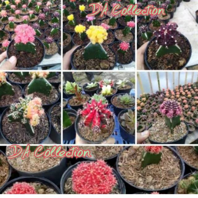 kaktus Mini Hias Cantik Jenis "CAPIAPOA GRAF PEQSKIA"